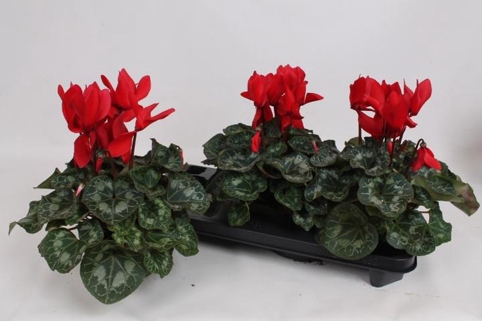 <h4>CYCL GR HALIOS</h4>