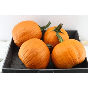 Cuc Maxima Halloween