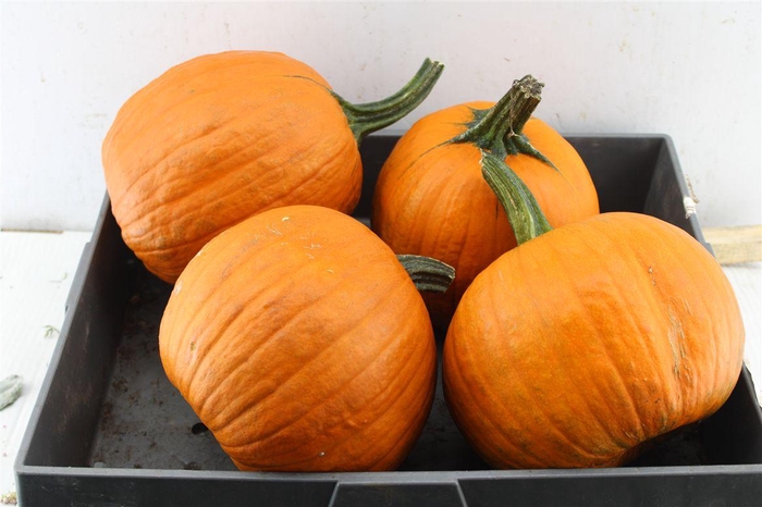 <h4>Cuc Maxima Halloween</h4>