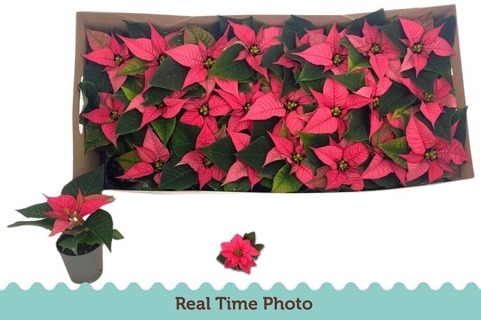 <h4>EUPHOR P CHR F PINK</h4>