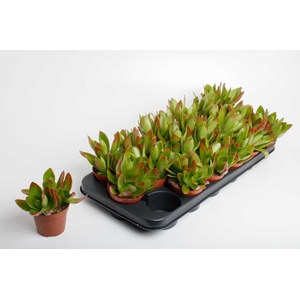 Crassula Camp Fire