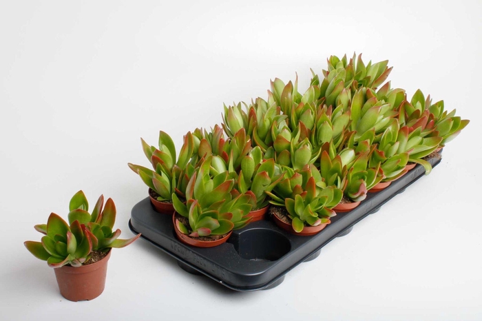 <h4>Crassula Camp Fire</h4>