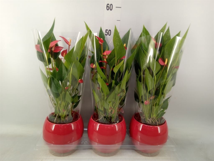 <h4>Anthurium andr. 'Mill Flowers Red'</h4>