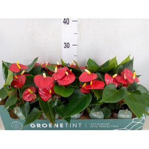 Anthurium  'Mystral'