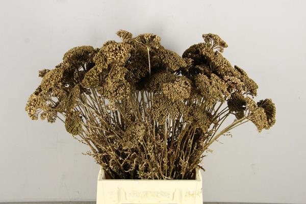 <h4>Df Achillea Paint Bs Ant. Gold</h4>