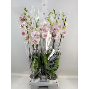 Phalaenopsis   ...mix