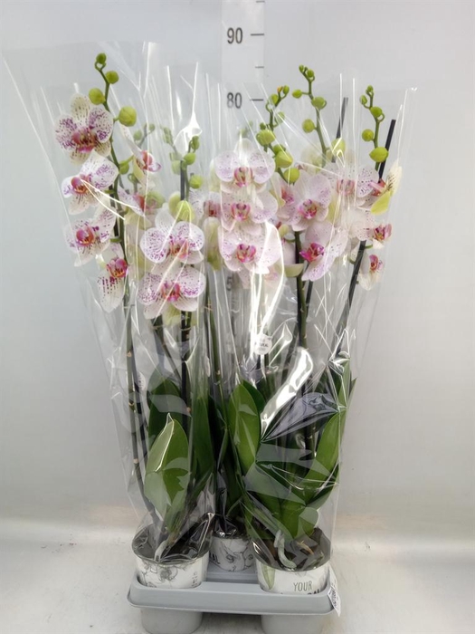 <h4>Phalaenopsis ...mix</h4>