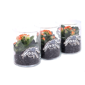 Opgemaakt cilinder glas met oranje kalanchoe, steentjes en spin