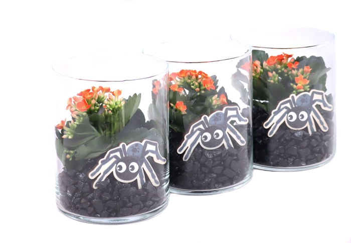 <h4>Opgemaakt cilinder glas met oranje kalanchoe, steentjes en spin</h4>