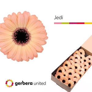 Germini Jedi Doos