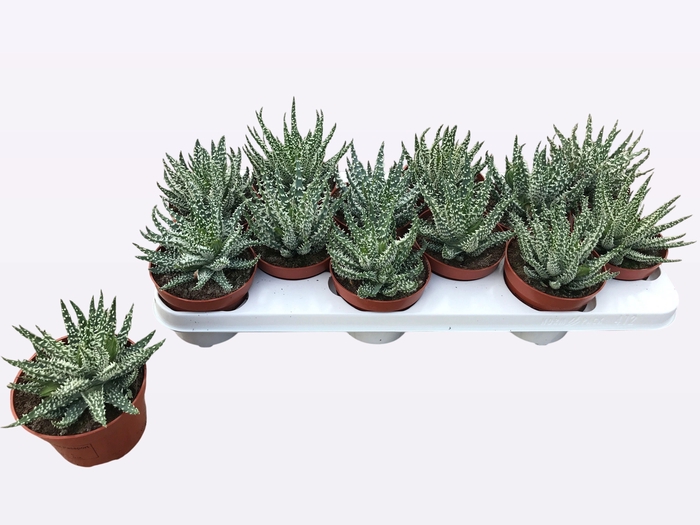 <h4>ALOE HUMILIS</h4>