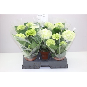 Hydrangea Schneeball 3-4