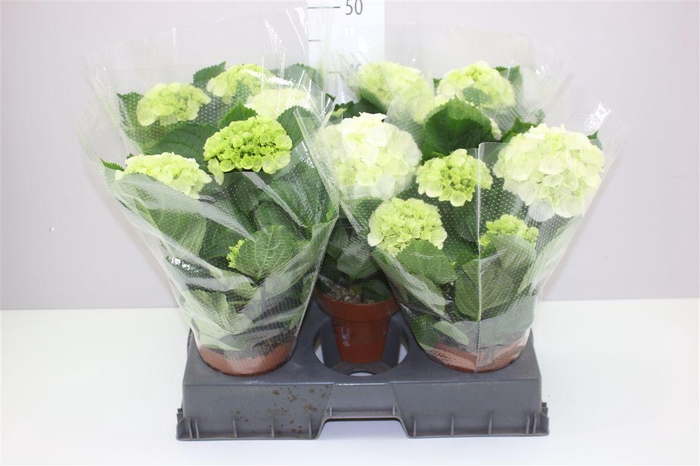 <h4>Hydrangea Schneeball 3-4</h4>
