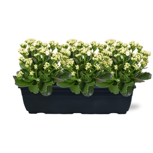 Hello Summer Kalanchoe Blossfeldiana in Duobak Wit 40cm