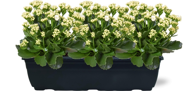 <h4>Hello Summer Kalanchoe Blossfeldiana in Duobak Wit 40cm</h4>