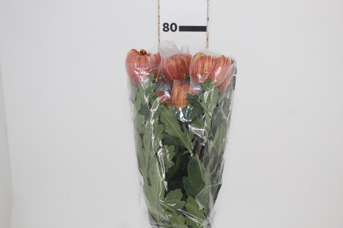 <h4>ANASTASIA DARK FUEGO 080 CM</h4>