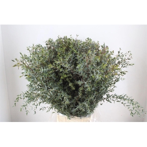 Euca Parvifolia 400gr P Bunch