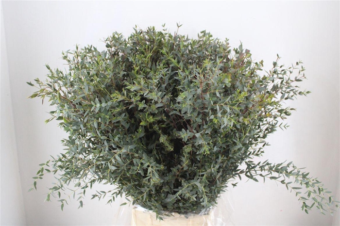 <h4>Euca Parvifolia 400gr P Bunch</h4>