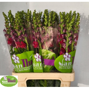 ANTIR AVIGNON DA RED