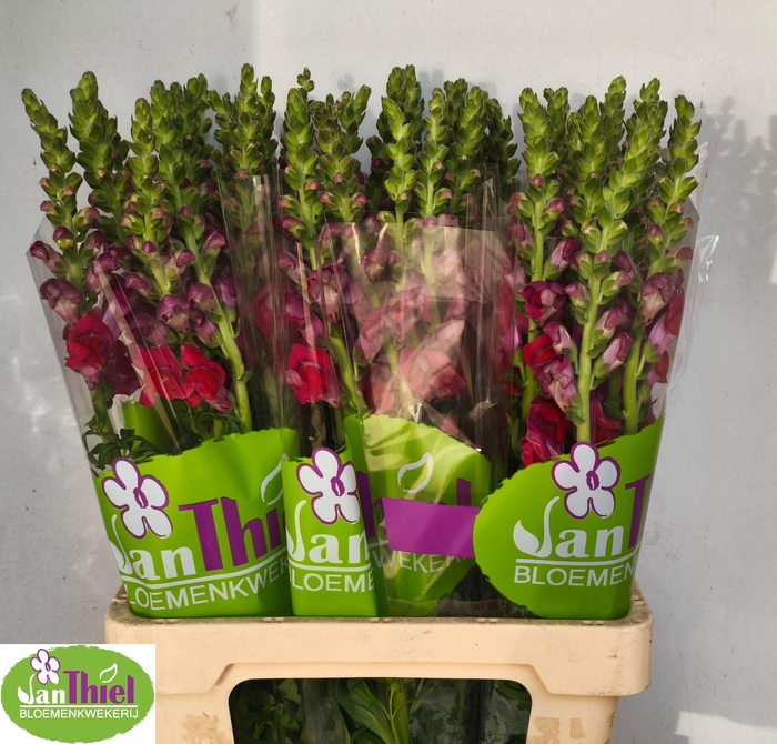 <h4>ANTIR AVIGNON DA RED</h4>