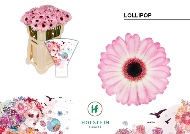 <h4>GE MI Lollipop emmer hoes x80</h4>