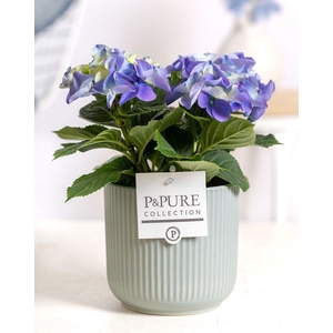 Hydrangea blue in P&PURE Sophie ceramics green