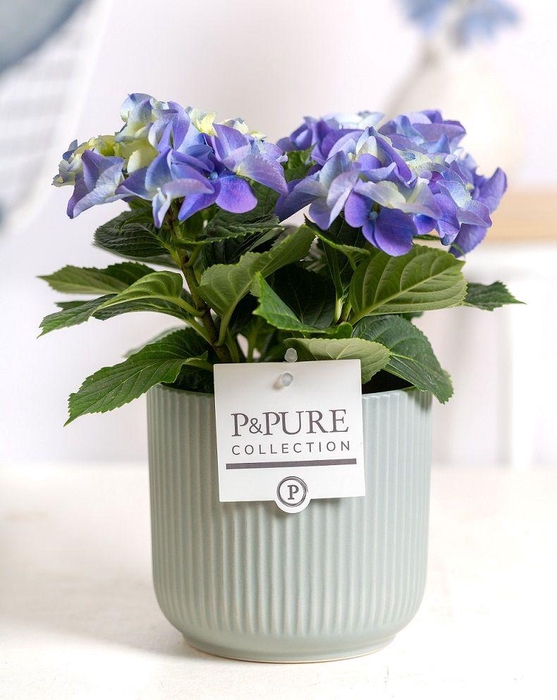 <h4>Hydrangea blue in P&PURE Sophie ceramics green</h4>