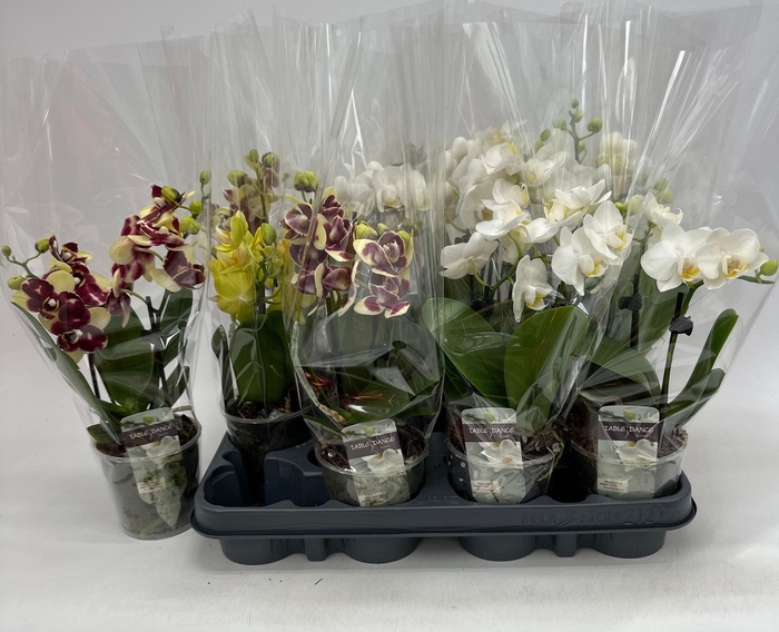 <h4>PHAL GEM</h4>