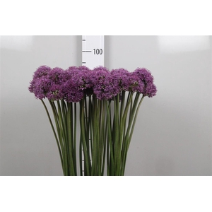 Allium Gladiator