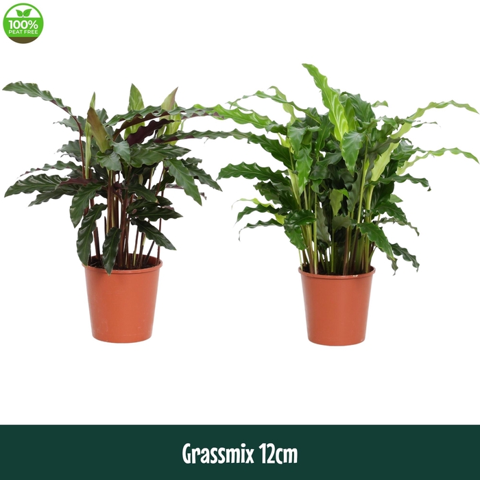 <h4>Calathea 12cm Grassmix - Living</h4>
