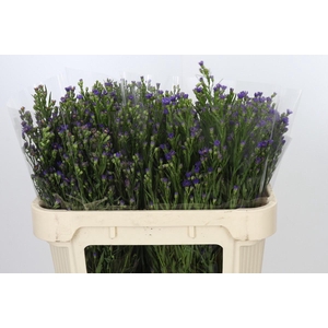 Aster Casamare
