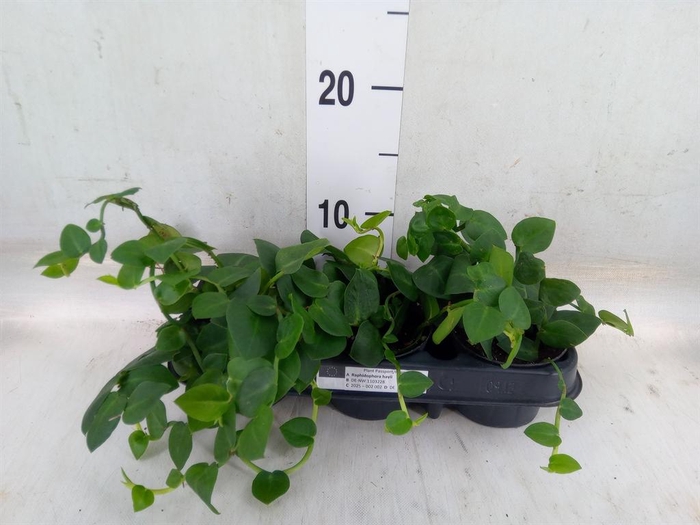 <h4>Planten Groen   ...L%</h4>