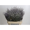 Limonium ov Misty Blue