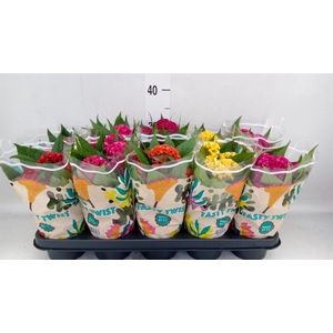 Celosia arg. CR 'Twisted'   ...mix