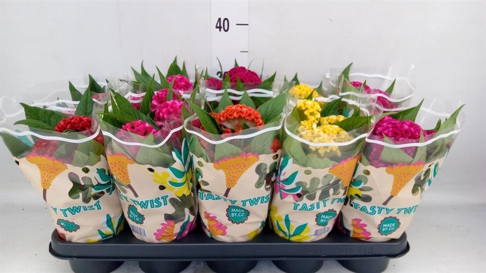 <h4>Celosia arg. CR 'Twisted'   ...mix</h4>