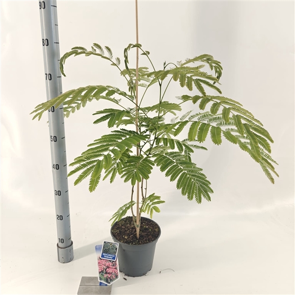 <h4>Albizia julibrissin Ombrella® ('Boubri'PBR)</h4>