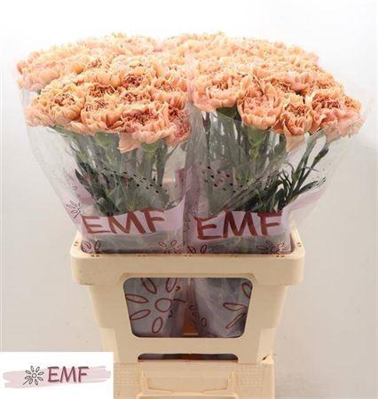 <h4>Di St Saona+</h4>