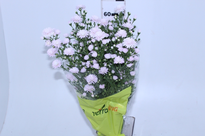 ASTER MARIANA 060 CM BRANCO/ROSA