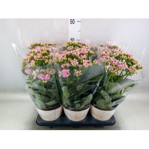 Kalanchoe  'RoseFlow Graceful Pink'