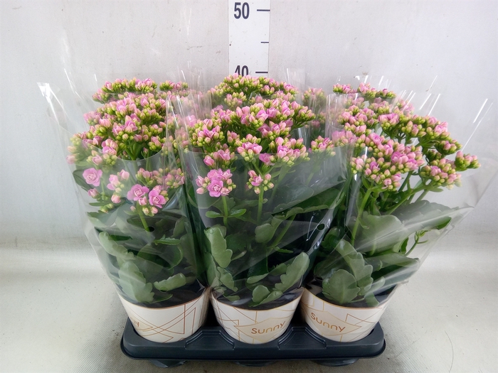 <h4>Kalanchoe  'RoseFlow Graceful Pink'</h4>