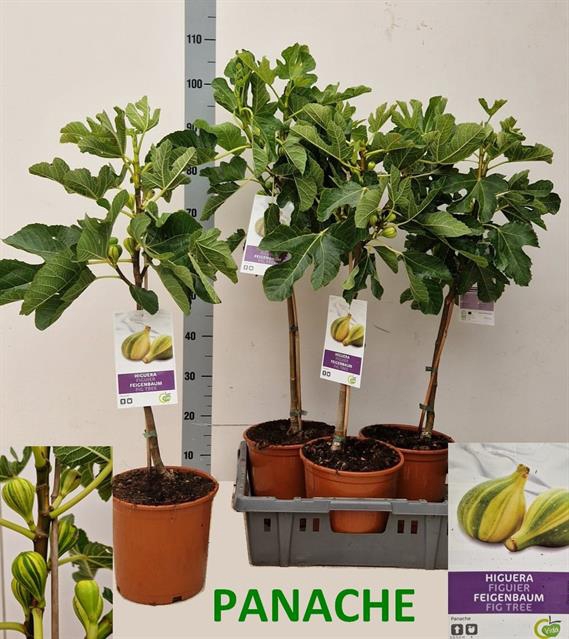 FICUS CARICA