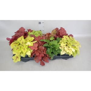 Heuchera   ...
