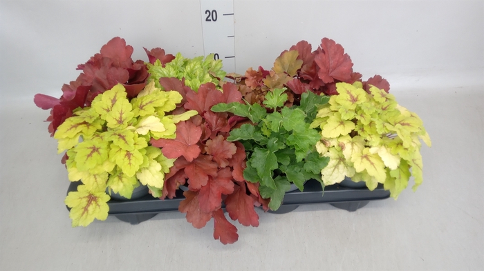 <h4>Heuchera   ...</h4>