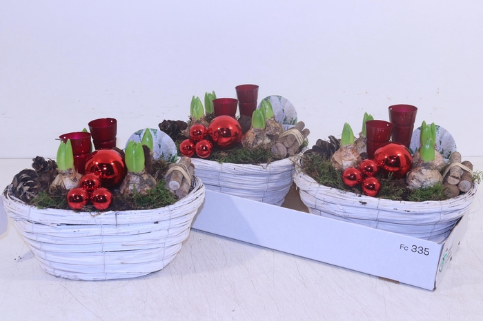 <h4>ARR HYACINTH</h4>