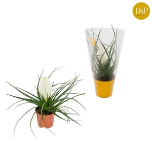 Tillandsia Biancini Wit (Met Hoes)