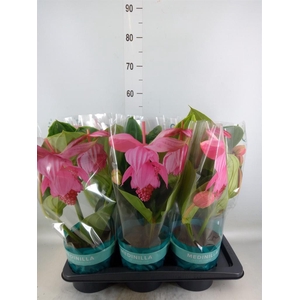 Medinilla magn. 'Flamenco'