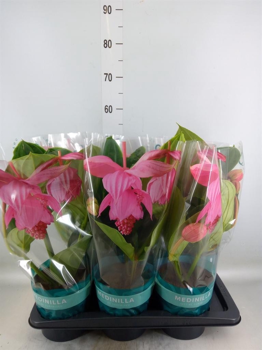 <h4>Medinilla magn. 'Flamenco'</h4>