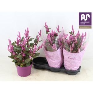 CEL WILD PINK