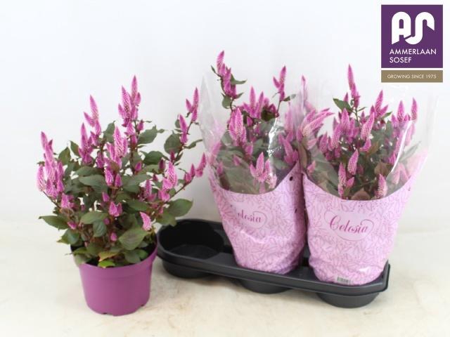 <h4>CEL WILD PINK</h4>