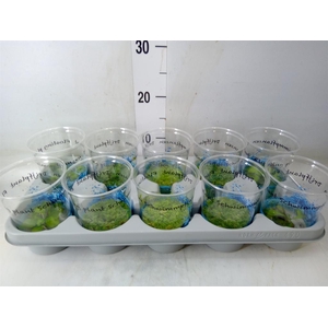 Drijfplanten   ...mix